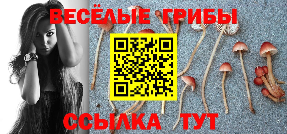 Галлюциногенные грибы Cubensis  Курганинск 